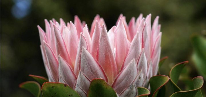 Sending Flowers to Australia: Local Blooms, Celebrated Moments, and the Rise of Online Flower Delivery
